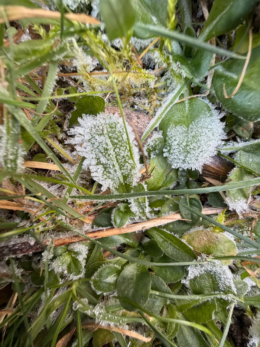 Macro photograph
